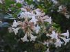 Abelia grandiflora