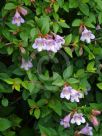 Abelia parvifolia