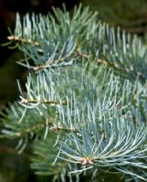 Abies concolor