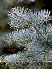 Abies concolor