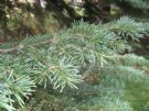 Abies lasiocarpa