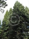 Abies lasiocarpa