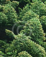 Abies nordmanniana