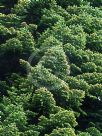 Abies nordmanniana