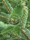 Abies pinsapo