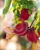 Abutilon megapotamicum Variegatum