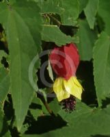 Abutilon megapotamicum