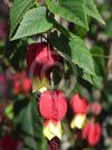 Abutilon megapotamicum