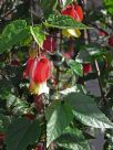 Abutilon megapotamicum