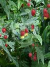 Abutilon megapotamicum