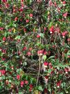 Abutilon megapotamicum