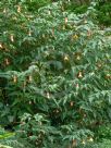 Abutilon milleri