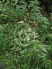 Abutilon oxycarpum