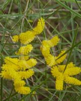 Acacia acuminata