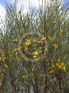 Acacia aneura