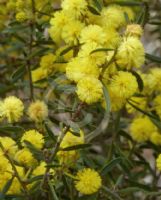 Acacia aspera