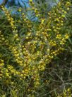 Acacia ausfeldii