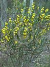 Acacia beckleri