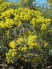 Acacia boormanii