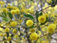 Acacia brachybotrya