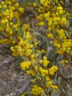 Acacia buxifolia