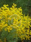 Acacia chinchillensis