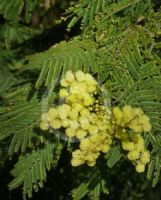 Acacia chrysotricha