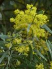 Acacia clunies-rossiae