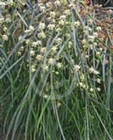 Acacia cognata Green Mist