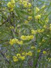 Acacia dawsonii