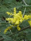 Acacia dealbata dealbata