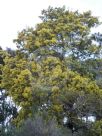 Acacia dealbata dealbata