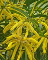 Acacia blakei