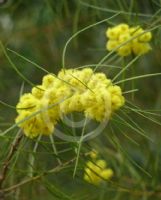 Acacia elongata