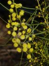 Acacia elongata