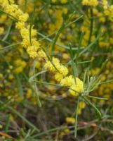 Acacia farinosa