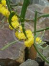 Acacia farinosa