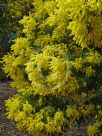 Acacia filicifolia