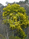 Acacia filicifolia