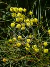 Acacia filifolia