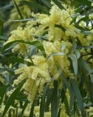 Acacia floribunda