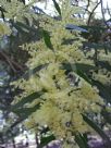 Acacia floribunda
