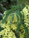 Acacia glaucocarpa