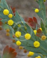 Acacia glaucoptera