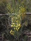 Acacia gracilifolia