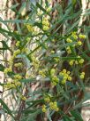 Acacia hakeoides