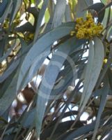 Acacia harpophylla