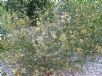 Acacia hubbardiana