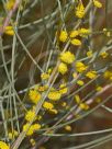 Acacia inophloia