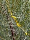 Acacia inophloia